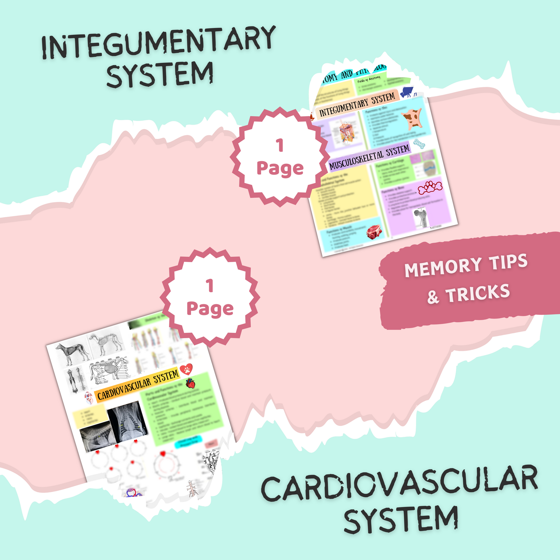 ANATOMY AND  PHYSIOLOGY